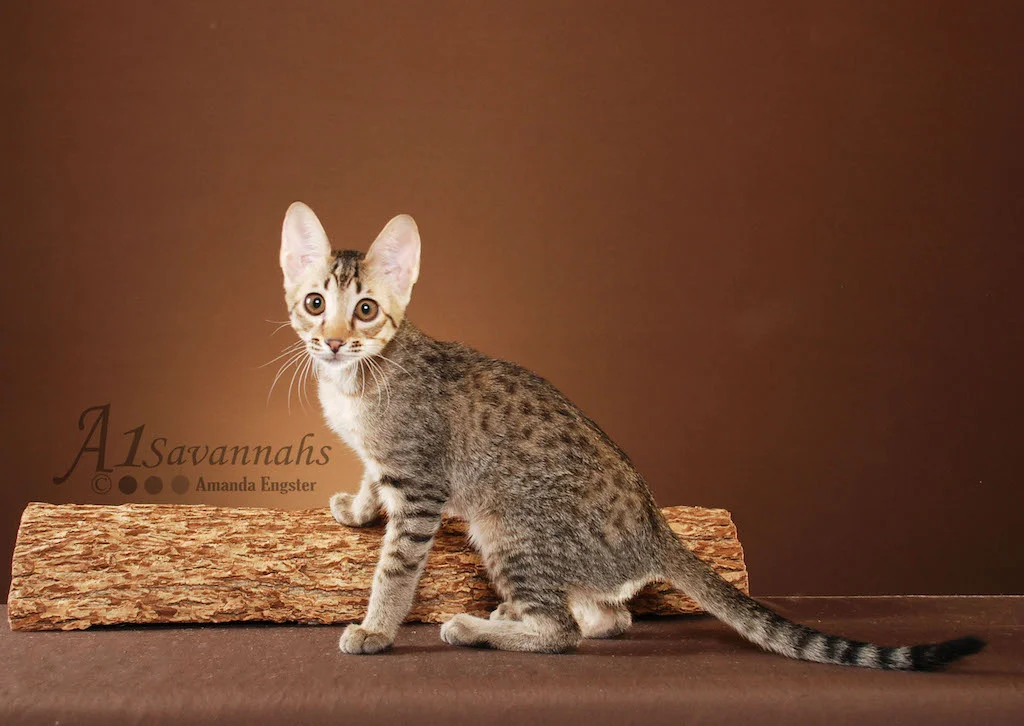 A1 Savannahs Olley F5 Male Savannah Kitten