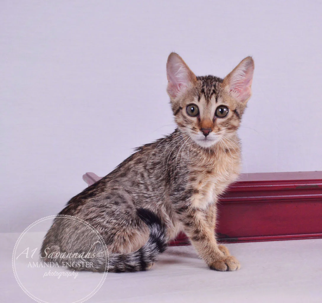 A1 Savannahs Miley Female Savannah Kitten