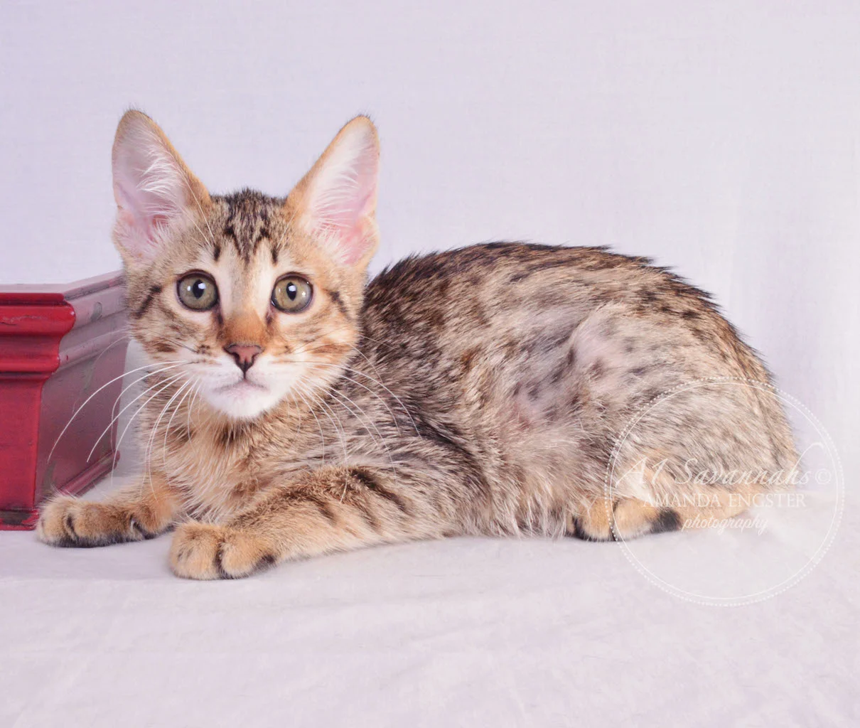 A1 Savannahs Miley Female Savannah Kitten
