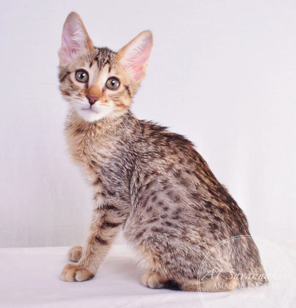 A1 Savannahs Miley Female Savannah Kitten