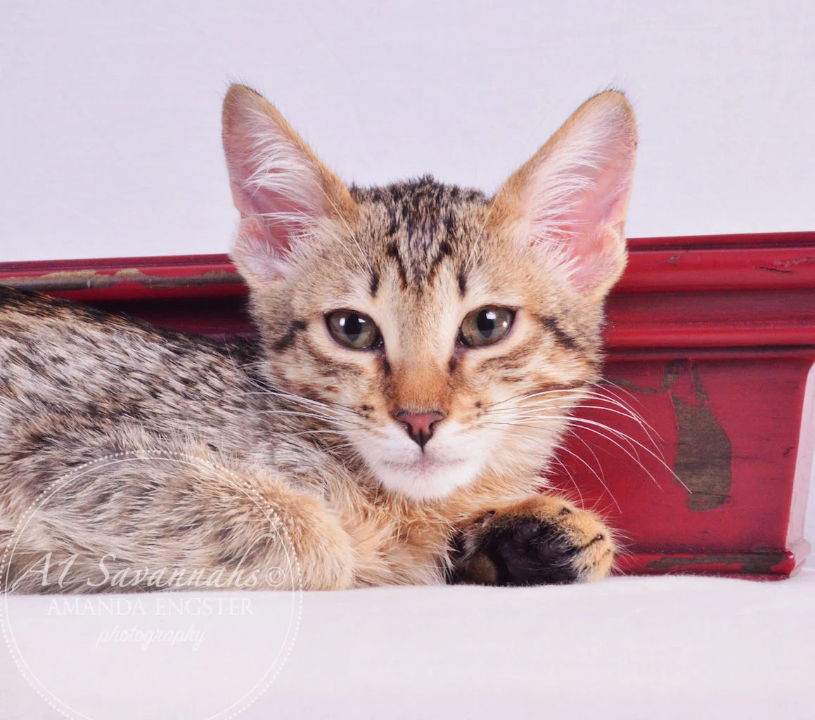 A1 Savannahs Miley Female Savannah Kitten