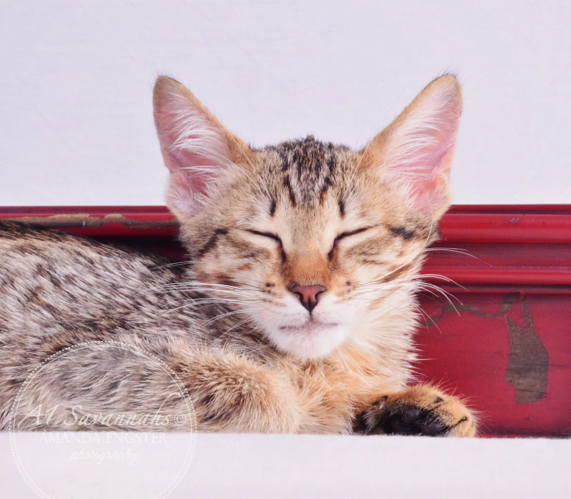 A1 Savannahs Miley Female Savannah Kitten