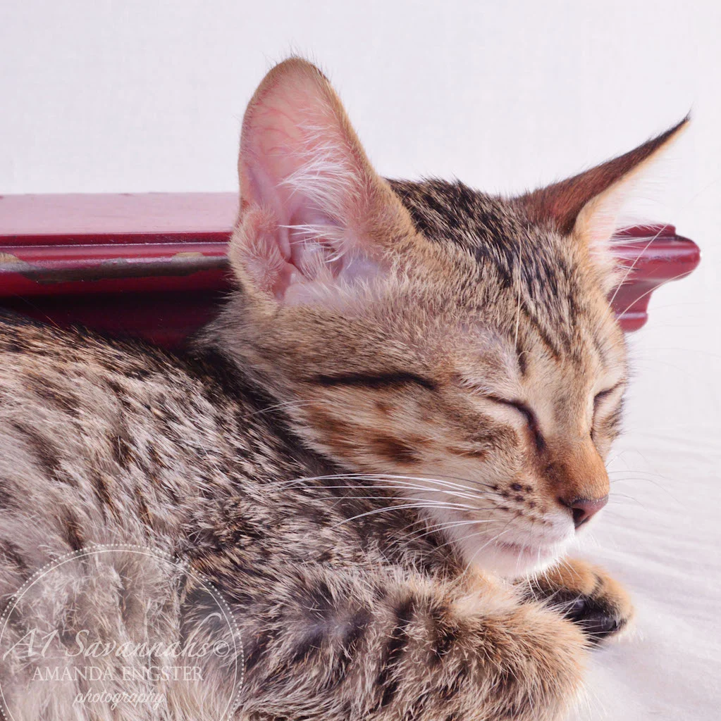 A1 Savannahs Miley Female Savannah Kitten