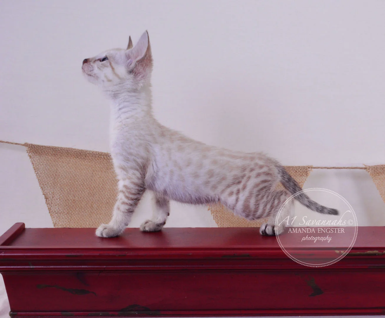 A1 Savannahs Tripp F3 Male Savannah Kitten