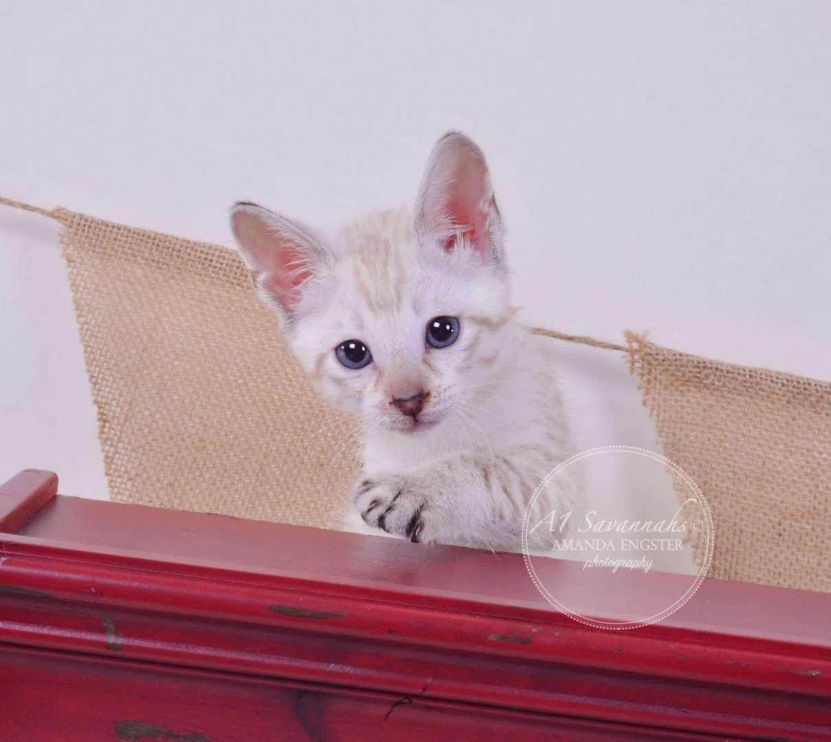 A1 Savannahs Tripp F3 Male Savannah Kitten