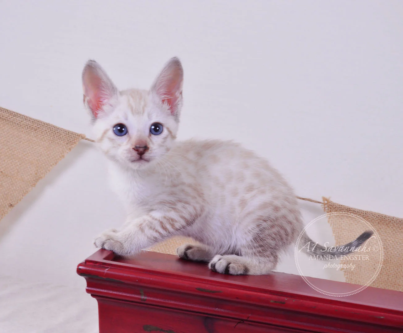 A1 Savannahs Tripp F3 Male Savannah Kitten
