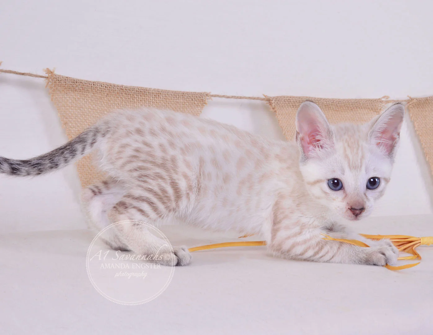 A1 Savannahs Tripp F3 Male Savannah Kitten