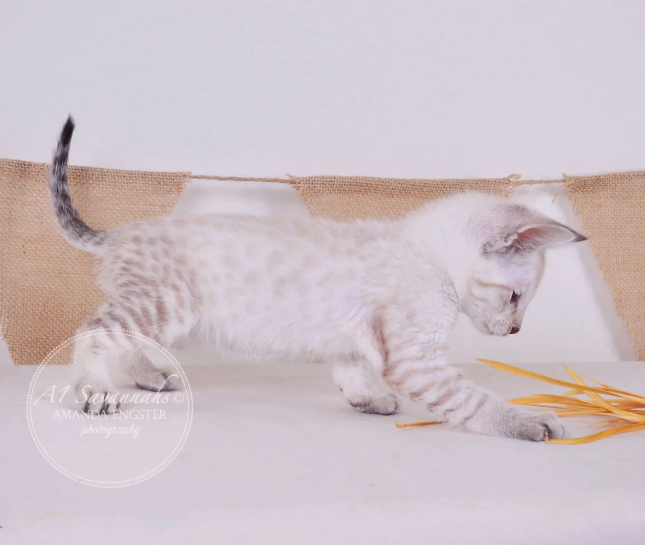 A1 Savannahs Tripp F3 Male Savannah Kitten