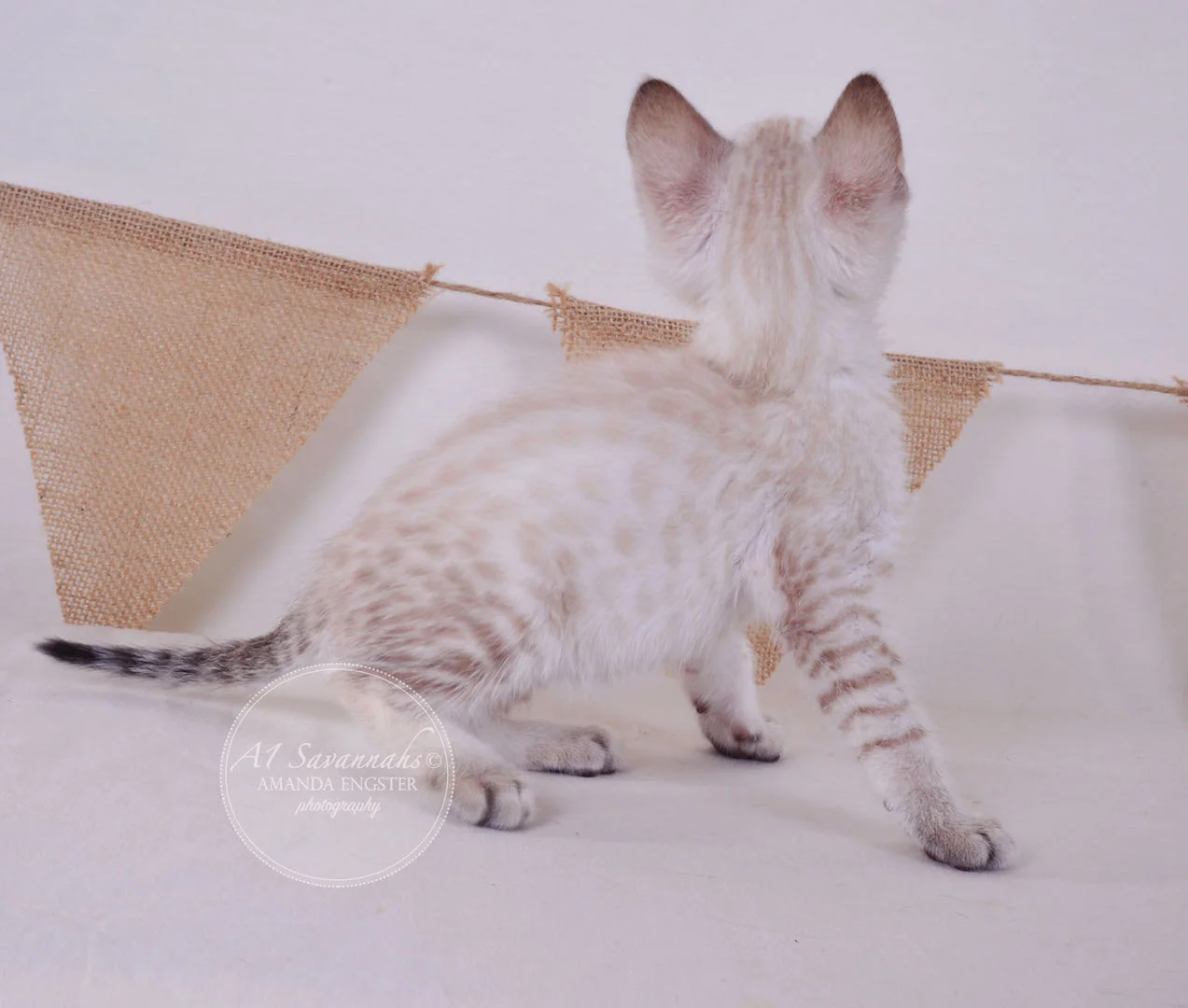 A1 Savannahs Tripp F3 Male Savannah Kitten