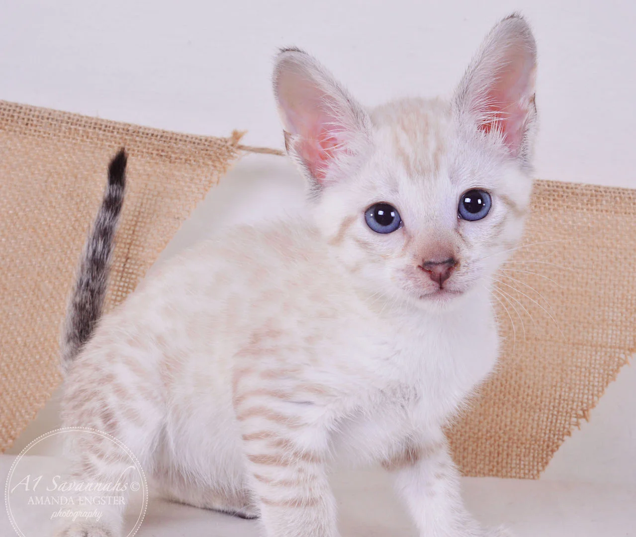 A1 Savannahs Tripp F3 Male Savannah Kitten