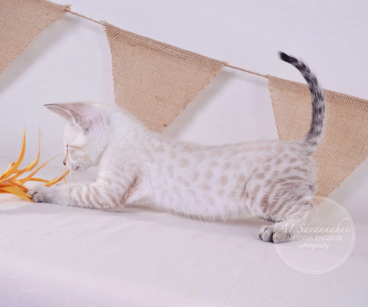 A1 Savannahs Tripp F3 Male Savannah Kitten