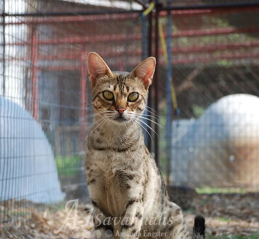 A1 Savannahs Adora Kay F3 Female Savannah