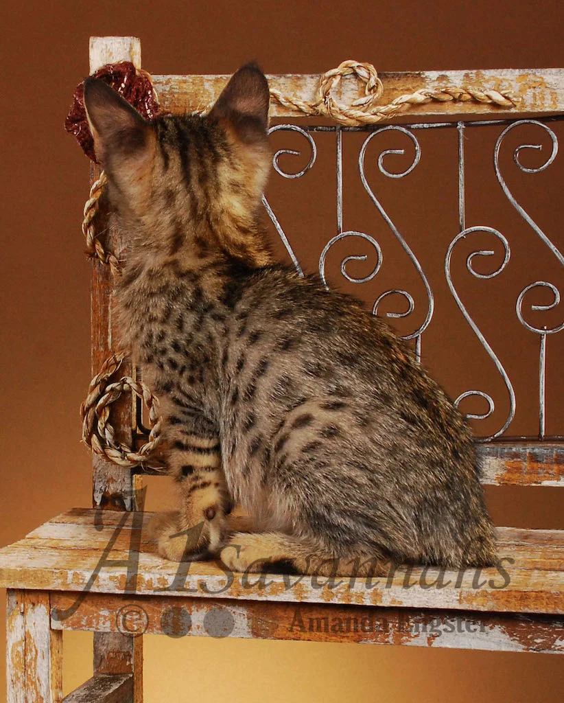 A1 Savannahs Emma Female Savannah Kitten