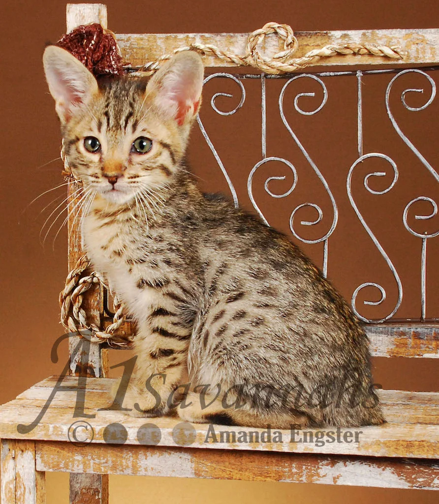 A1 Savannahs Emma Female Savannah Kitten