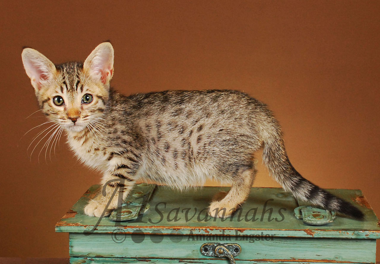 A1 Savannahs Emma Female Savannah Kitten