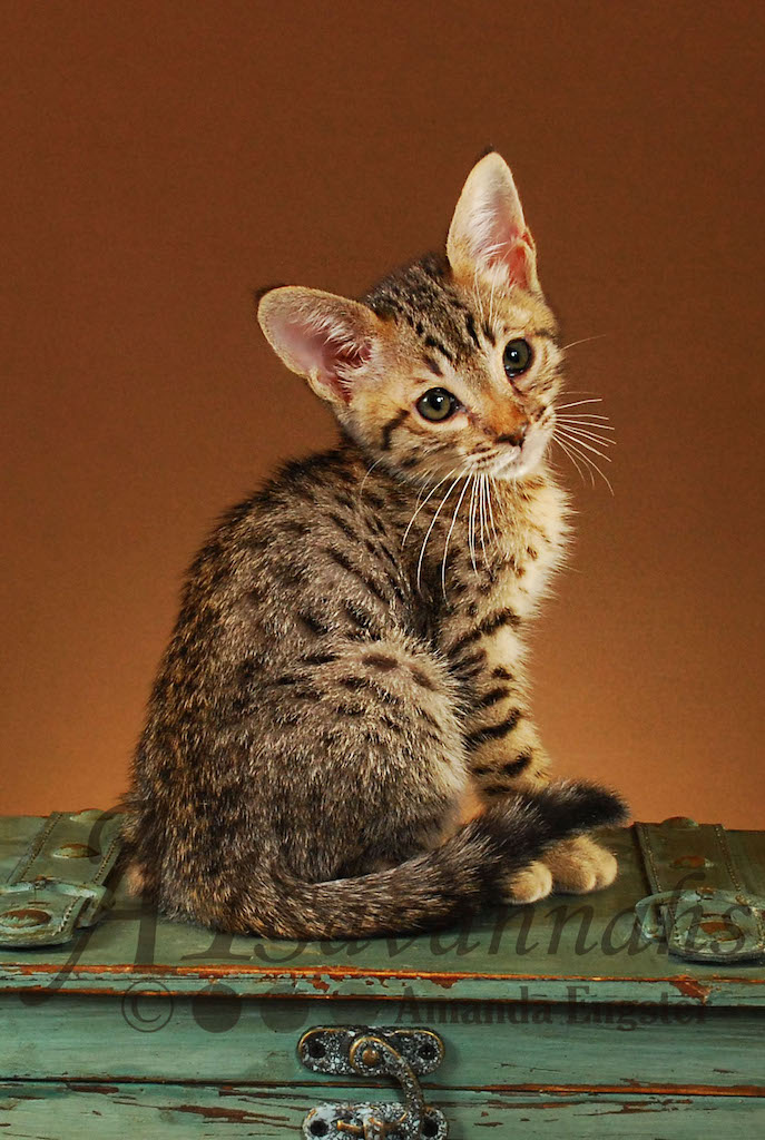 A1 Savannahs Emma Female Savannah Kitten