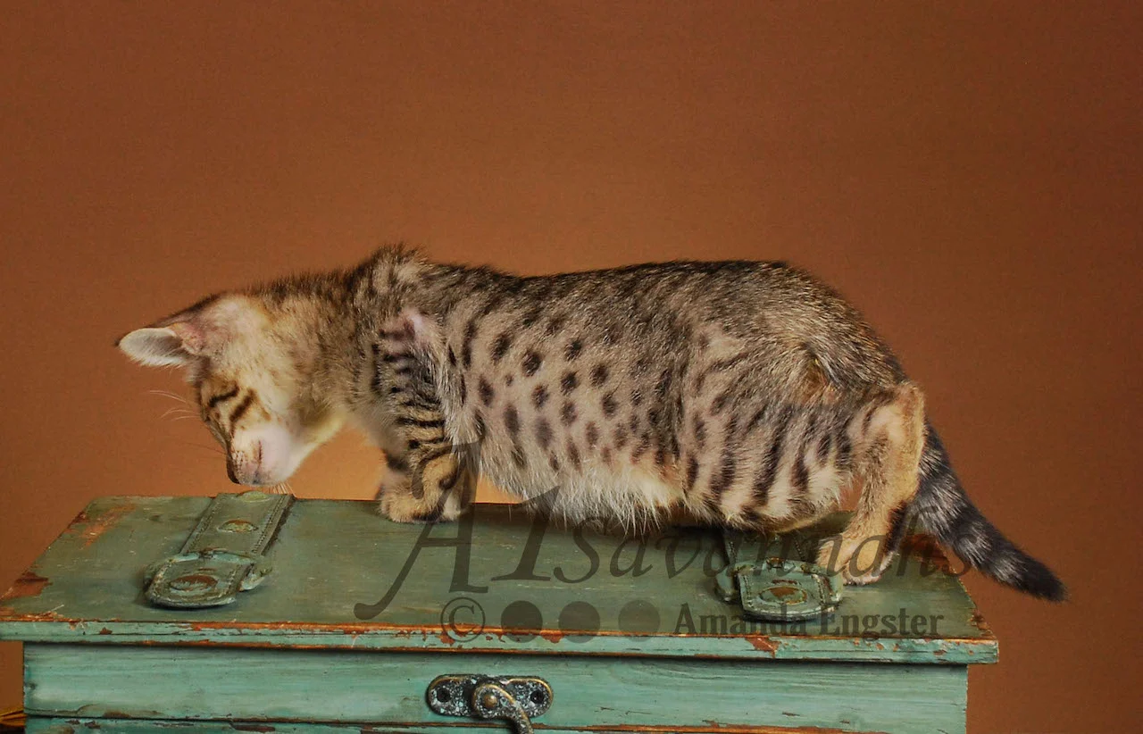 A1 Savannahs Emma Female Savannah Kitten