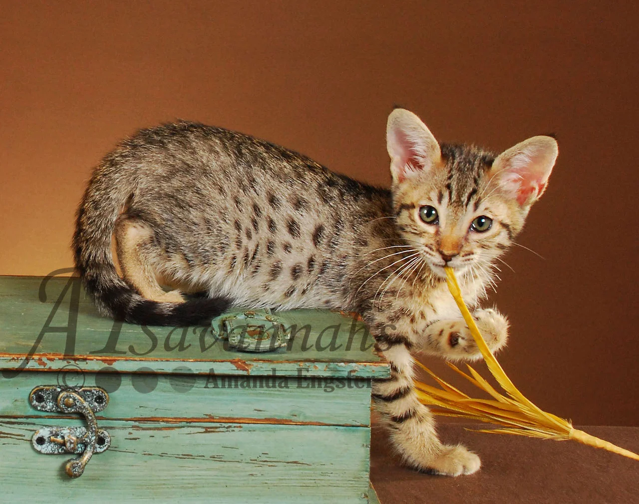 A1 Savannahs Emma Female Savannah Kitten