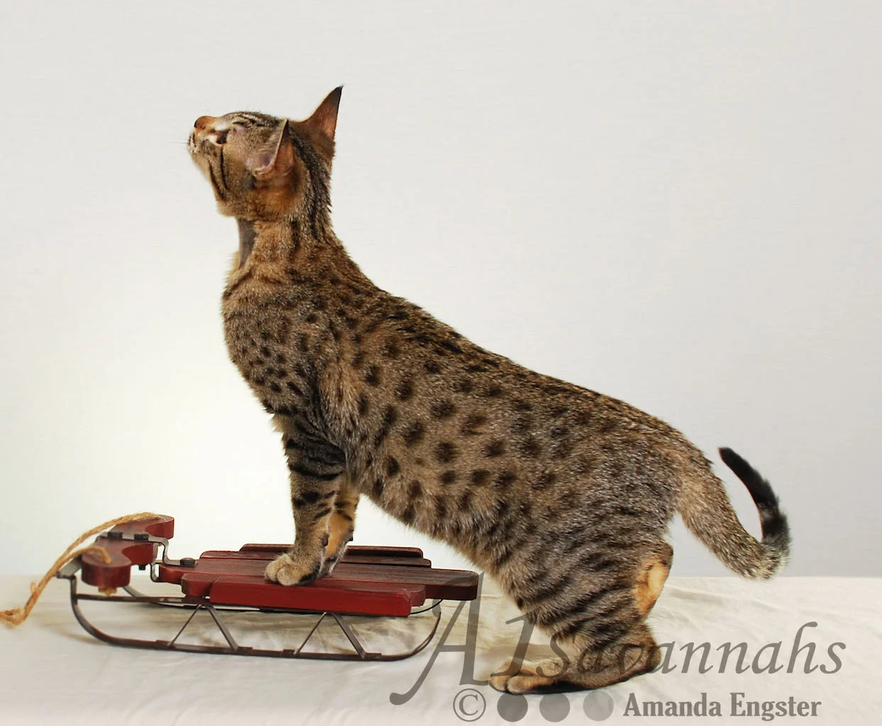 A1 Savannahs Emma Female Savannah Kitten