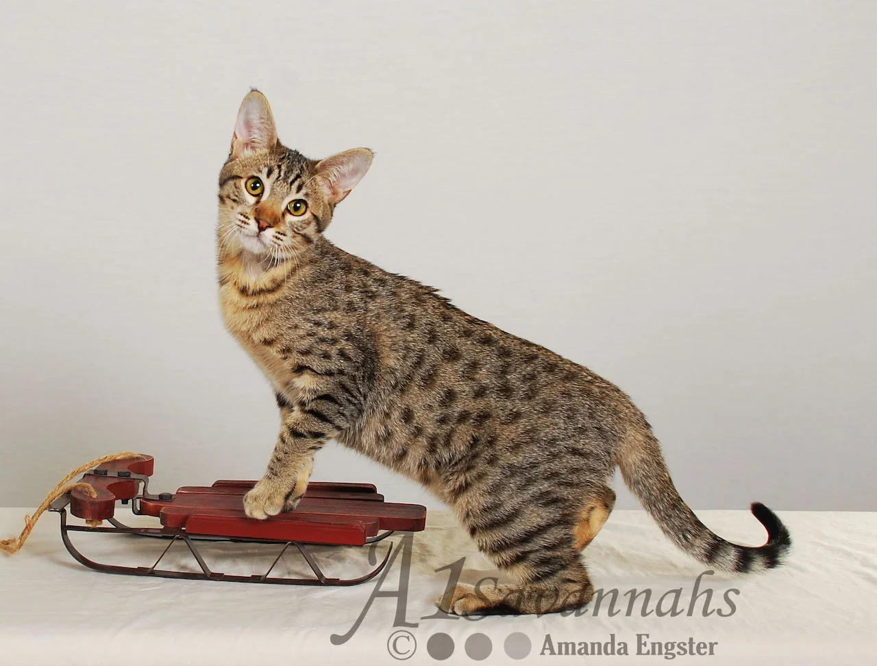 A1 Savannahs Emma Female Savannah Kitten