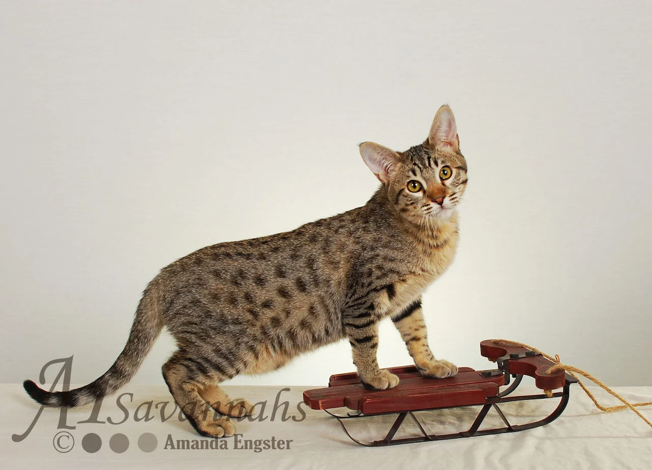 A1 Savannahs Emma Female Savannah Kitten