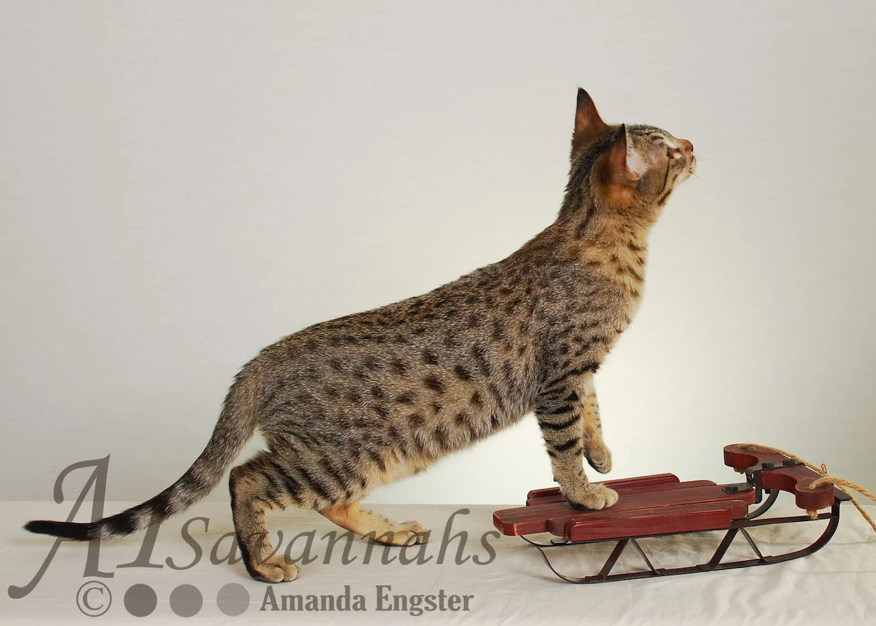 A1 Savannahs Emma Female Savannah Kitten