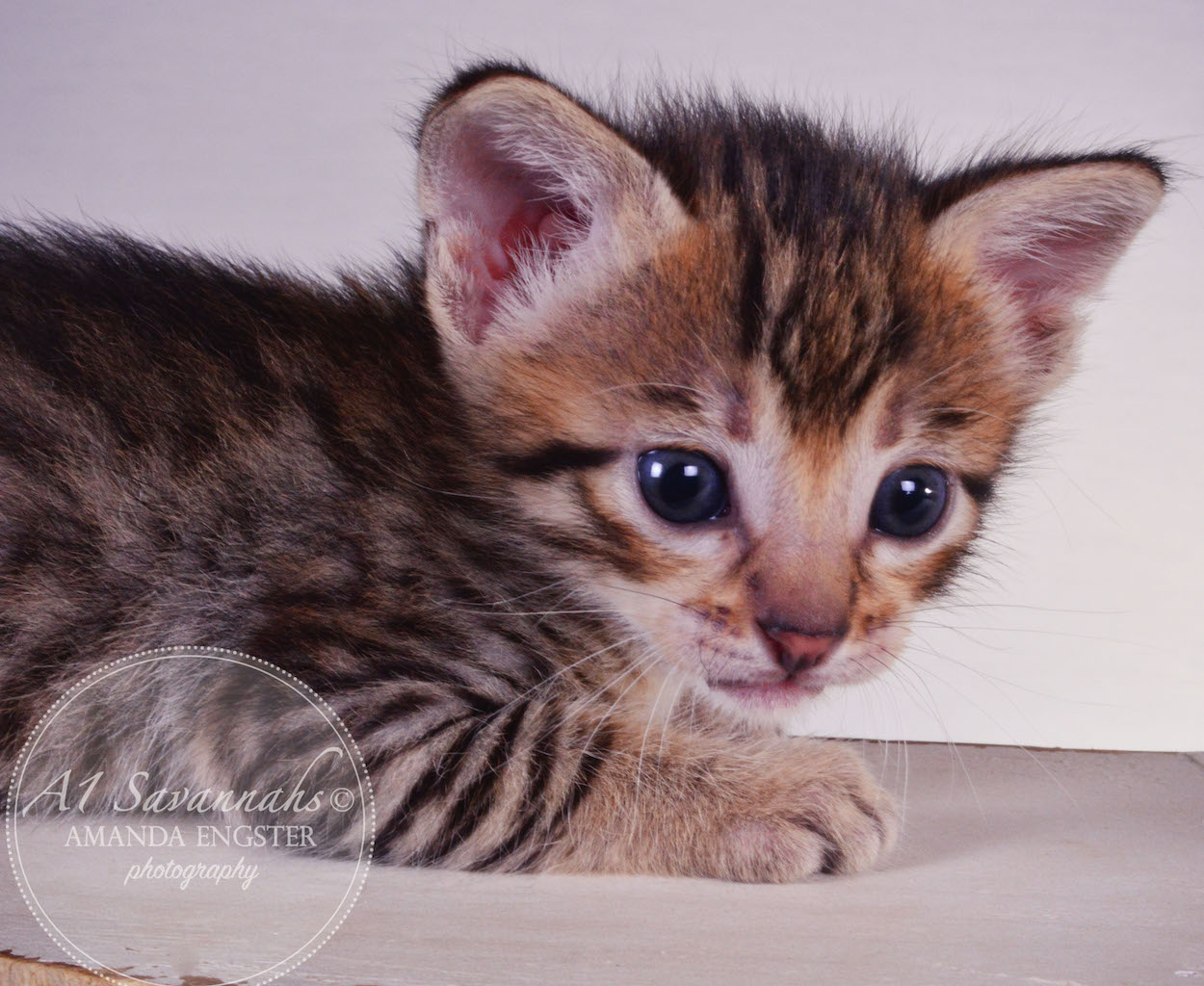 A1 Savannahs Teagan F3 Female Savannah Kitten