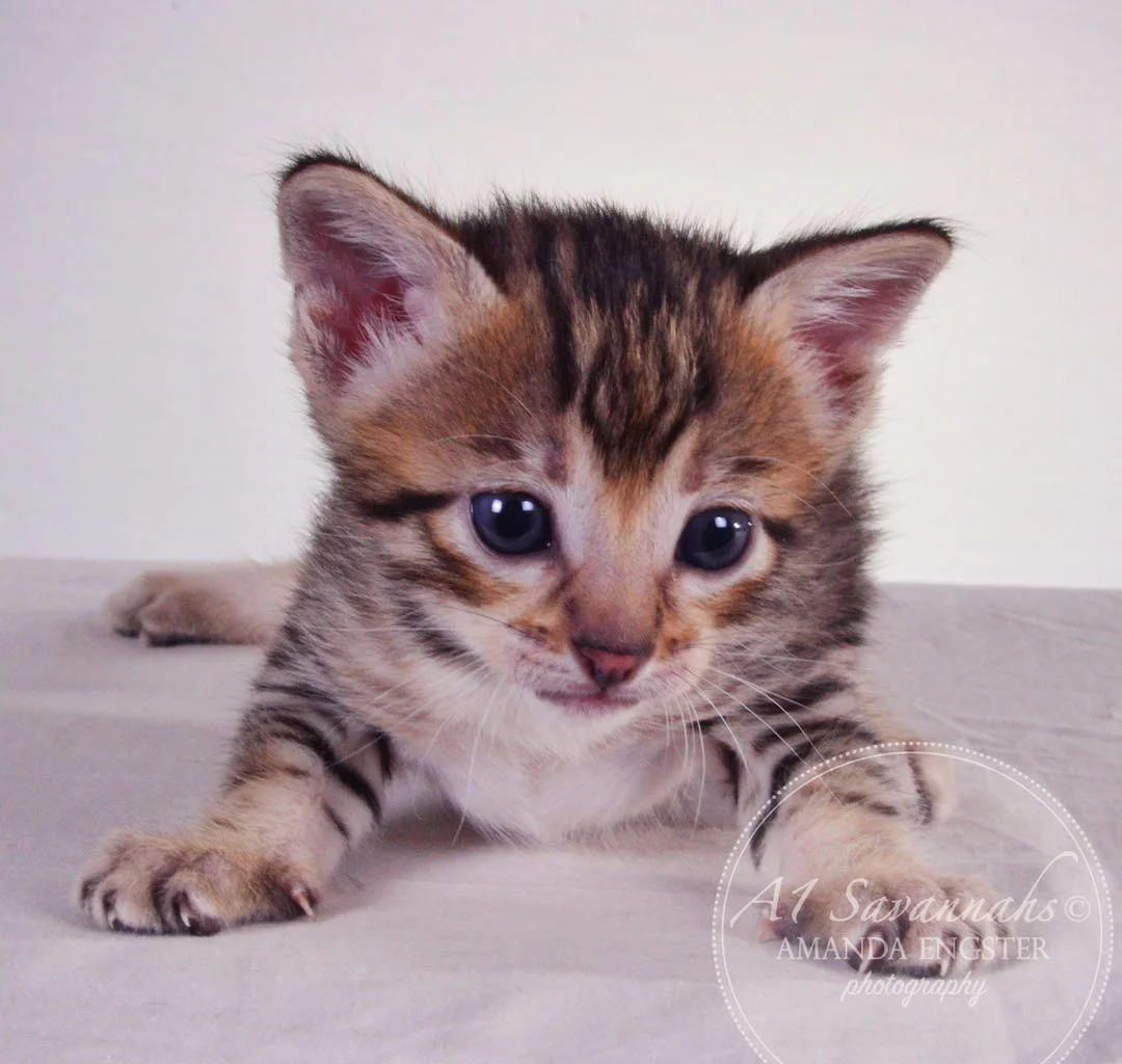 A1 Savannahs Teagan F3 Female Savannah Kitten