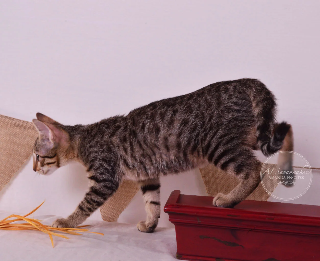 A1 Savannahs Teagan F3 Female Savannah Kitten