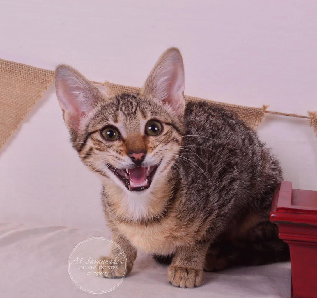 A1 Savannahs Teagan F3 Female Savannah Kitten