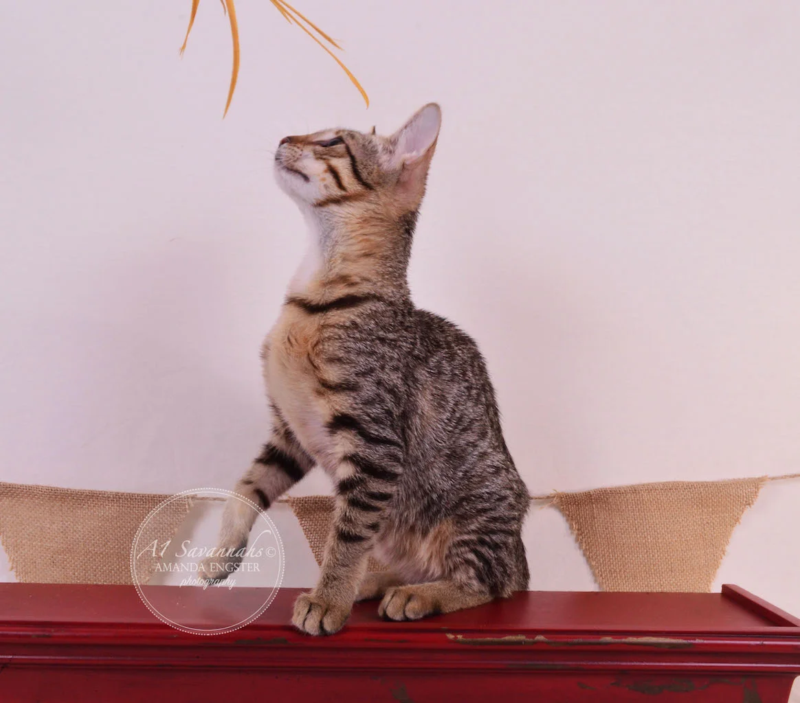 A1 Savannahs Teagan F3 Female Savannah Kitten
