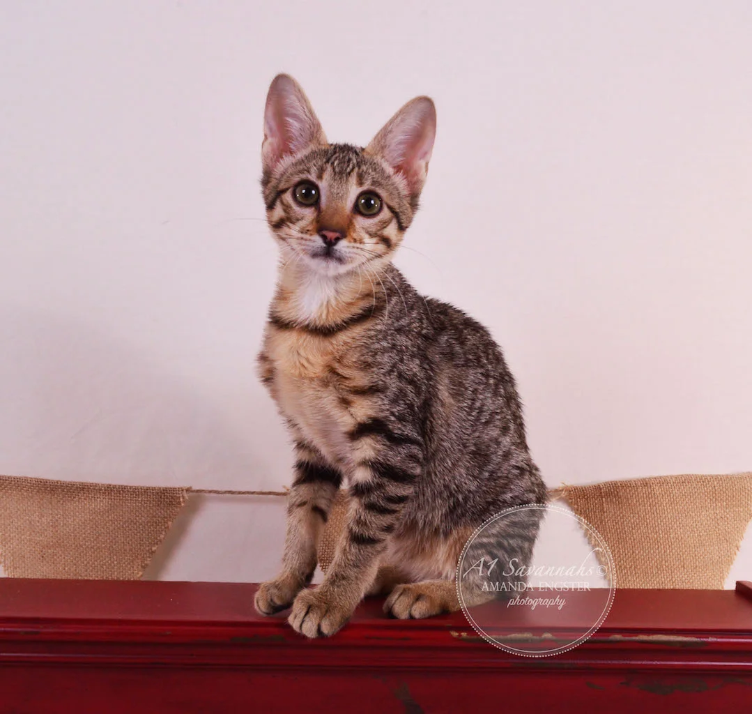 A1 Savannahs Teagan F3 Female Savannah Kitten