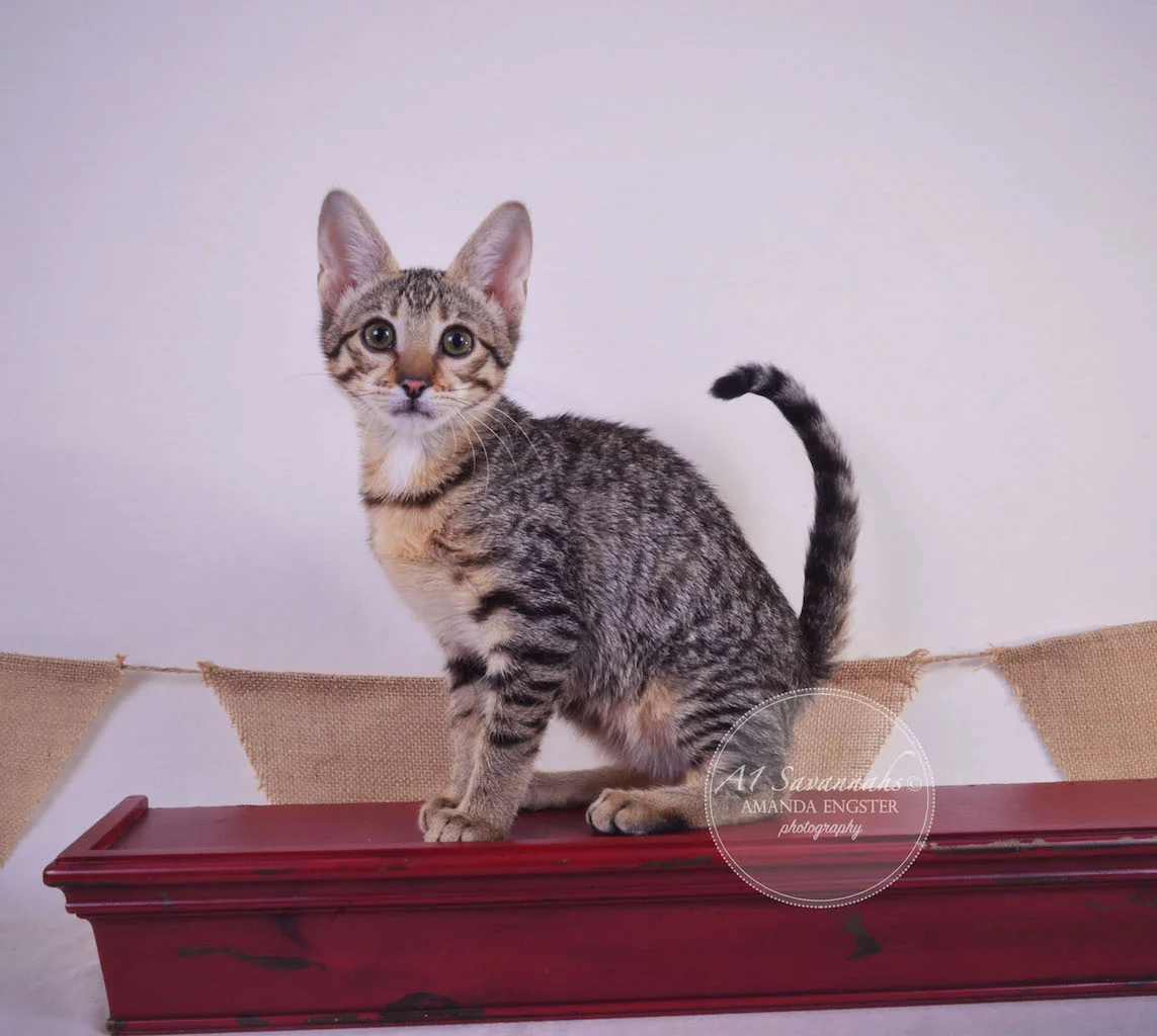 A1 Savannahs Teagan F3 Female Savannah Kitten