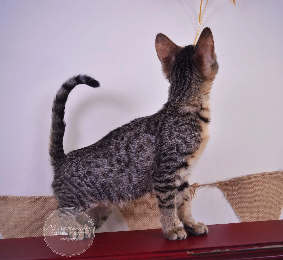 A1 Savannahs Teagan F3 Female Savannah Kitten