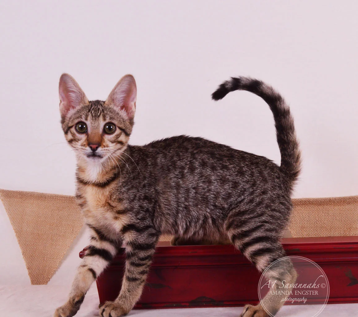 A1 Savannahs Teagan F3 Female Savannah Kitten