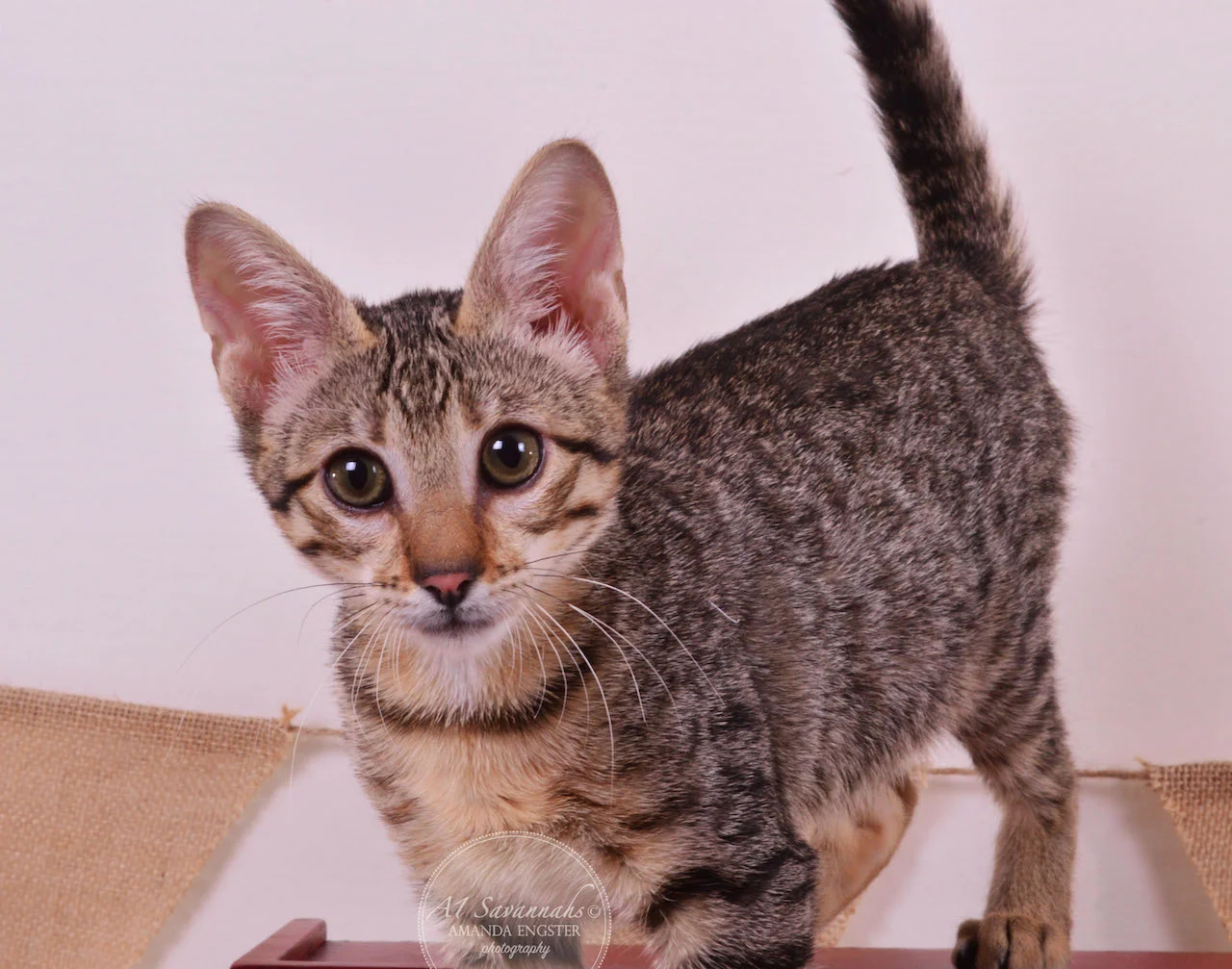 A1 Savannahs Teagan F3 Female Savannah Kitten