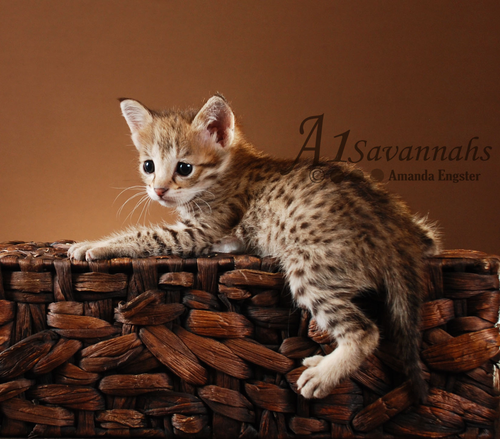 A1 Savannahs Daisy F2 Female Savannah Kitten