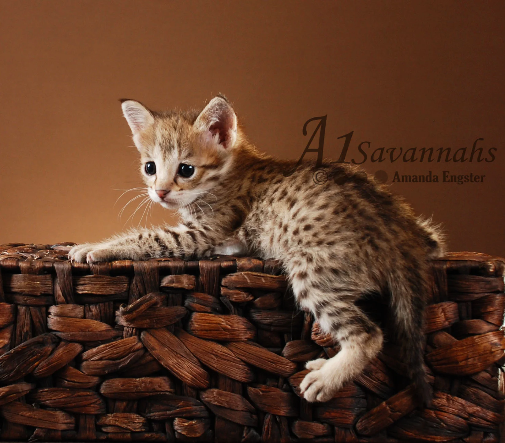 A1 Savannahs Daisy F2 Female Savannah Kitten