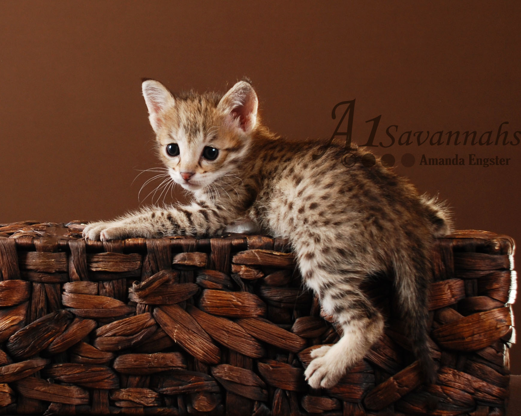 A1 Savannahs Daisy F2 Female Savannah Kitten