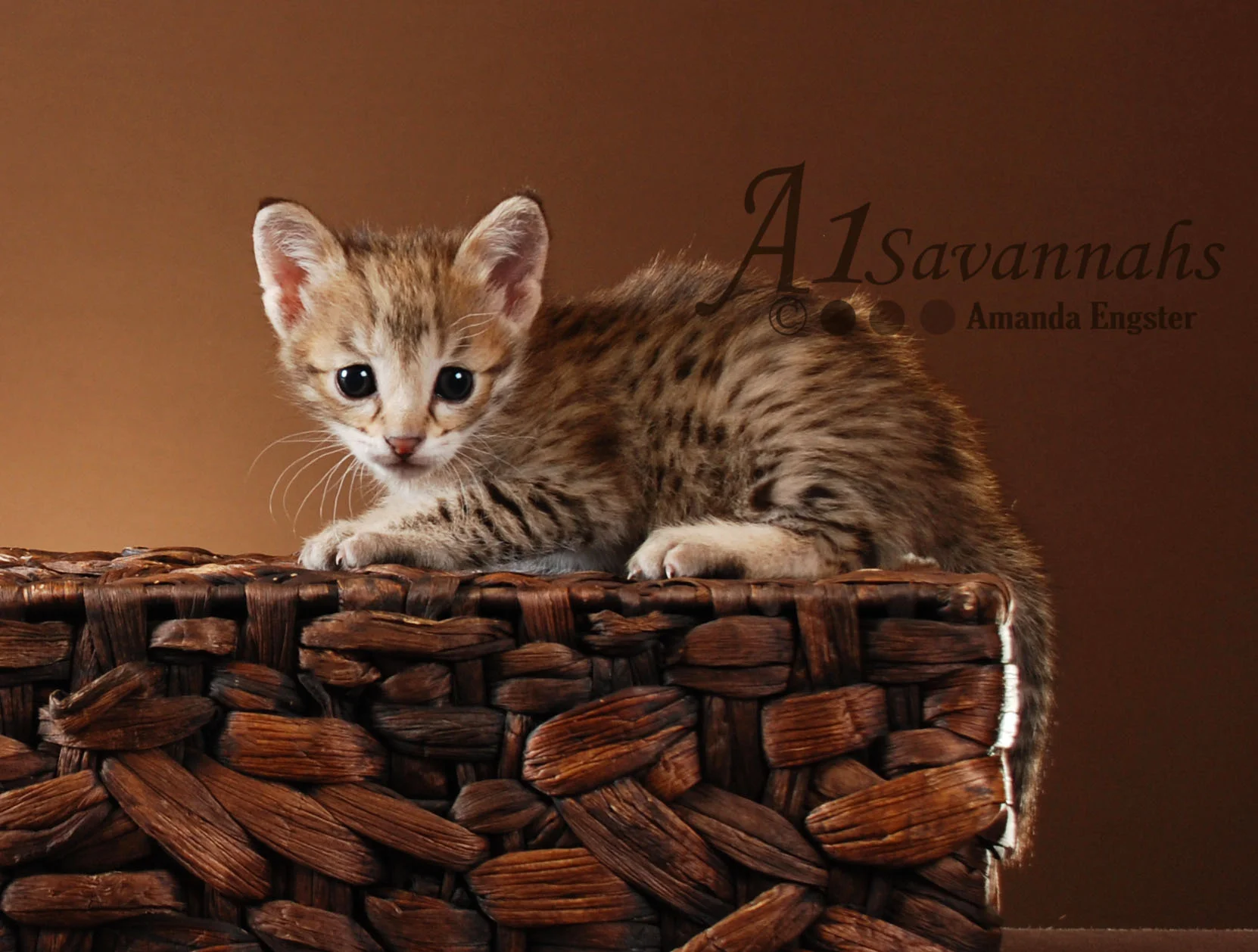 A1 Savannahs Daisy F2 Female Savannah Kitten