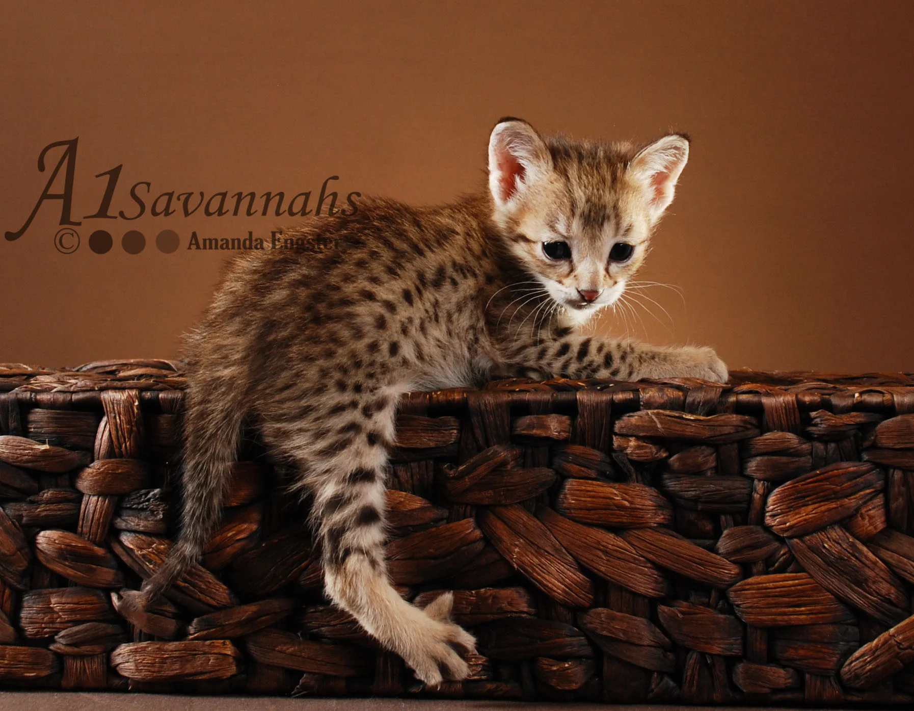 A1 Savannahs Daisy F2 Female Savannah Kitten