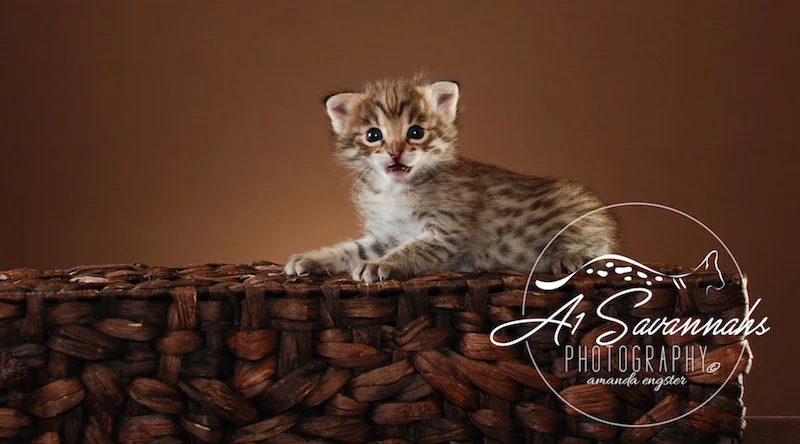 Dior F2 Female Savannah Kitten — A1 Savannahs