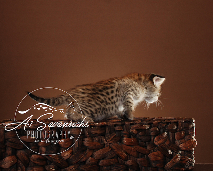 A1 Savannahs Dior F2 Female Savannah Kitten