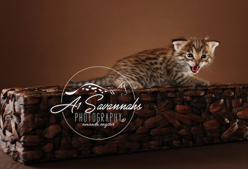 A1 Savannahs Dior F2 Female Savannah Kitten
