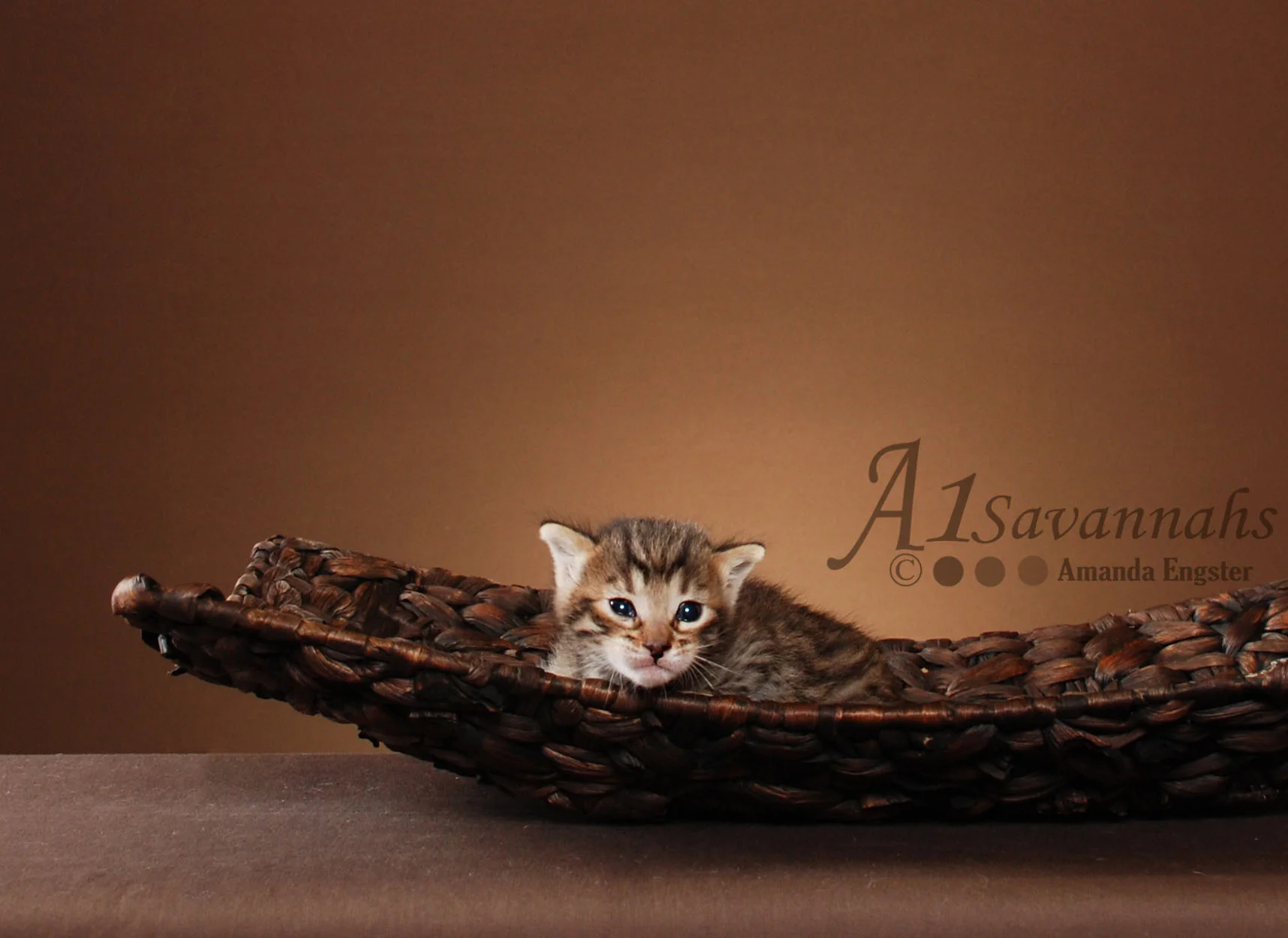 A1 Savannahs Jax SBT Male Savannah Kitten
