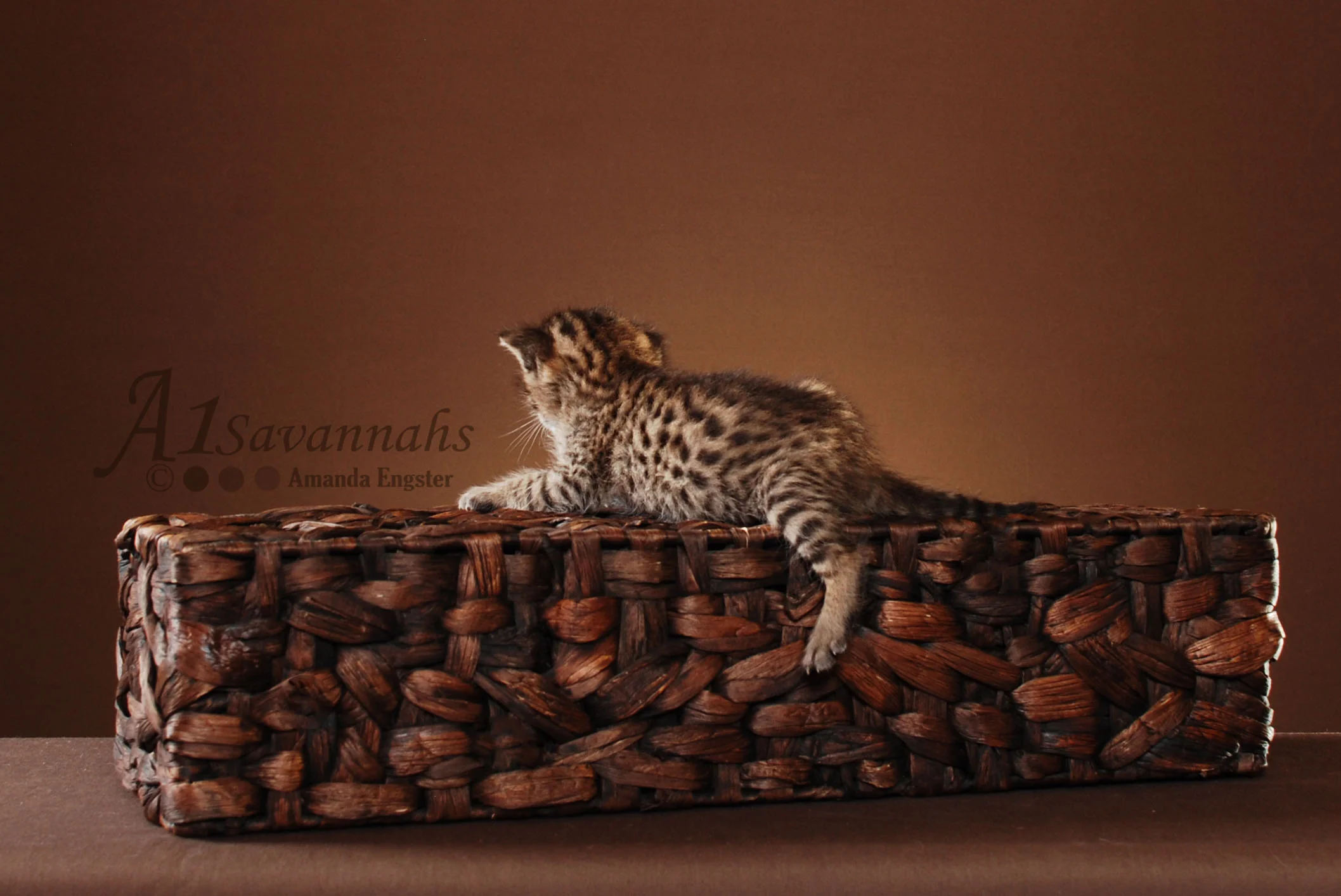 A1 Savannahs Jax SBT Male Savannah Kitten