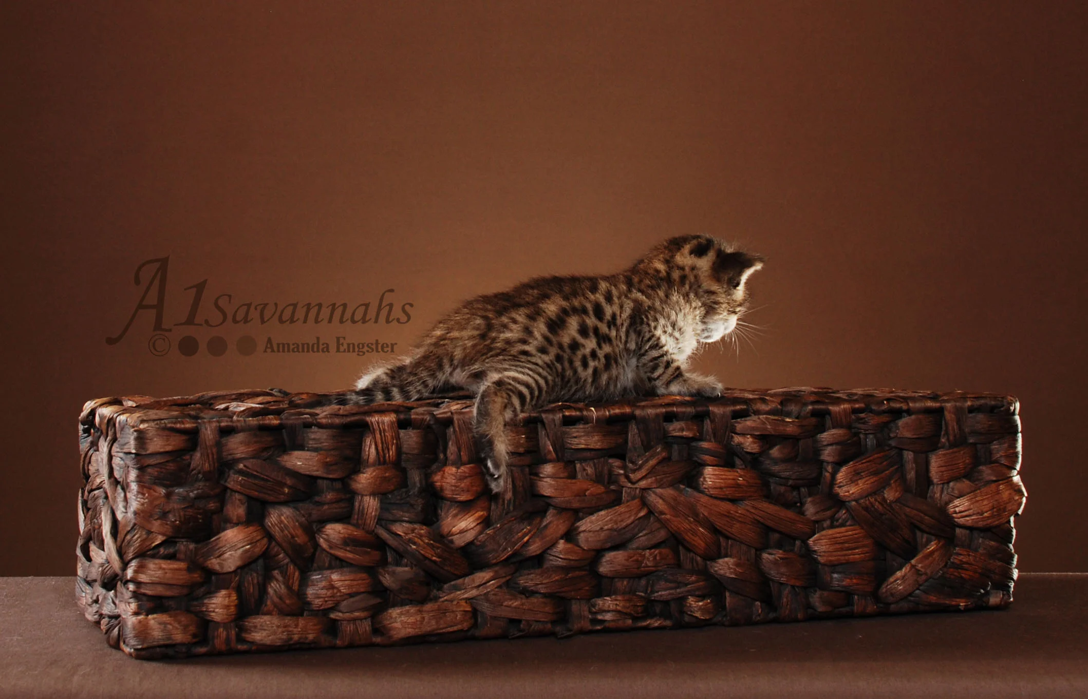 A1 Savannahs Jax SBT Male Savannah Kitten