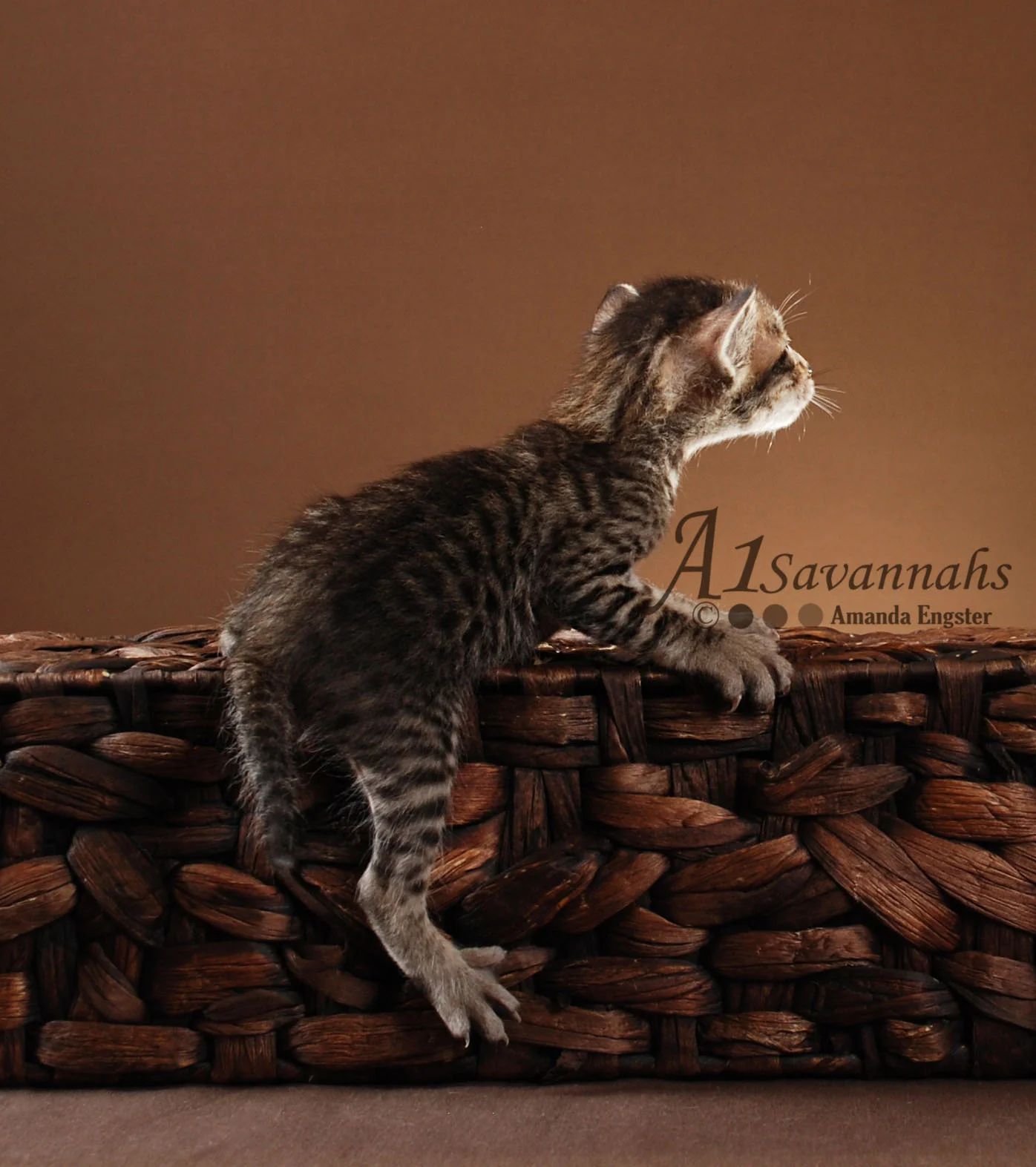A1 Savannahs Kofi F5 Male Savannah Kitten