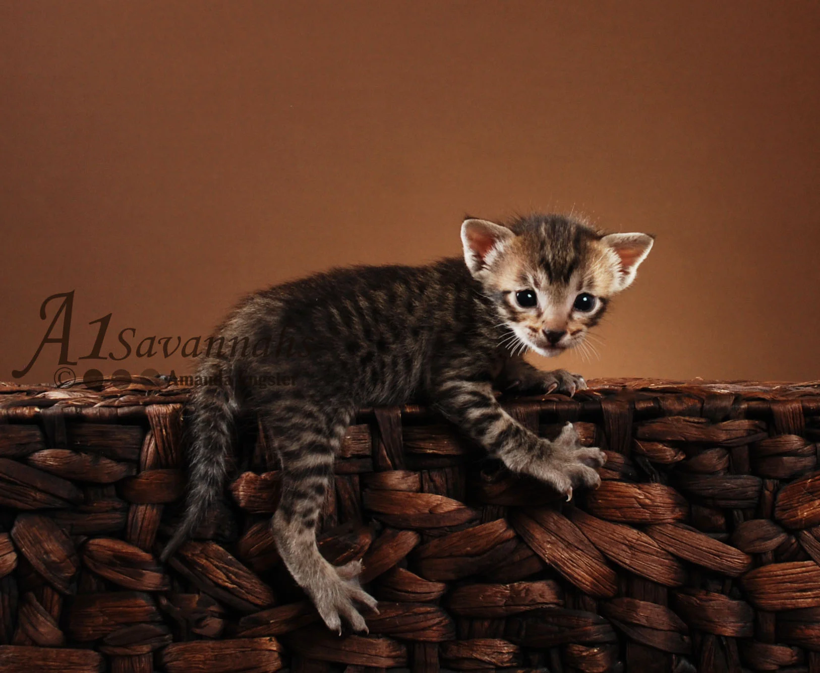 A1 Savannahs Kofi F5 Male Savannah Kitten