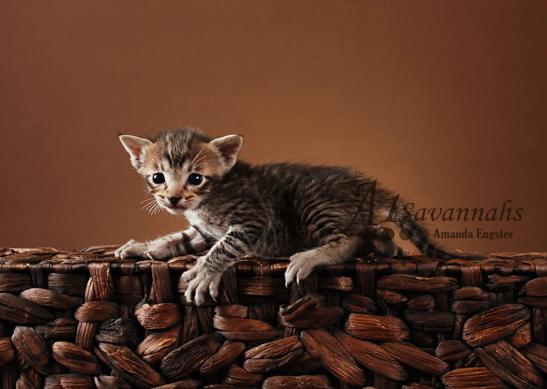 A1 Savannahs Kofi F5 Male Savannah Kitten